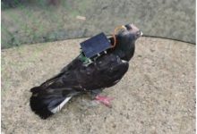 Фото - Страж-птицы на подходе: китайские учёные имплантировали в голову голубя чип с питанием от солнечной батареи, после чего смогли управлять полётом
