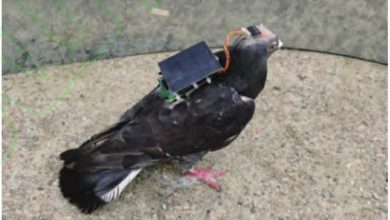 Фото - Страж-птицы на подходе: китайские учёные имплантировали в голову голубя чип с питанием от солнечной батареи, после чего смогли управлять полётом